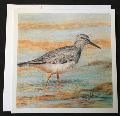 Grey Tailed Tattler
