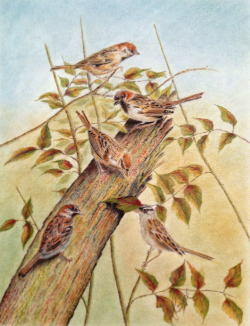 Five Sparrows