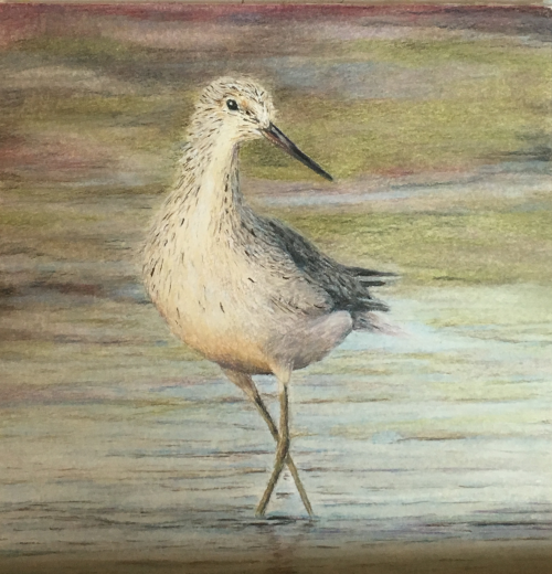 Common Greenshank