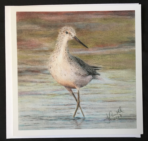 Common Greenshank