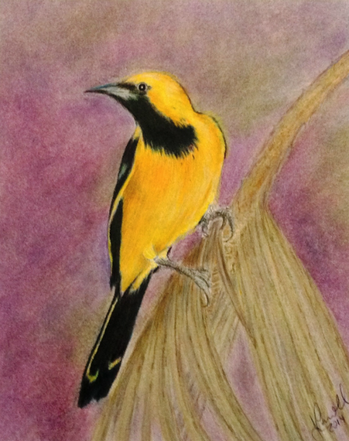 Oriole 2