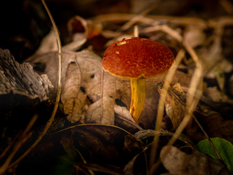 Sacred Growth in Broken Soil