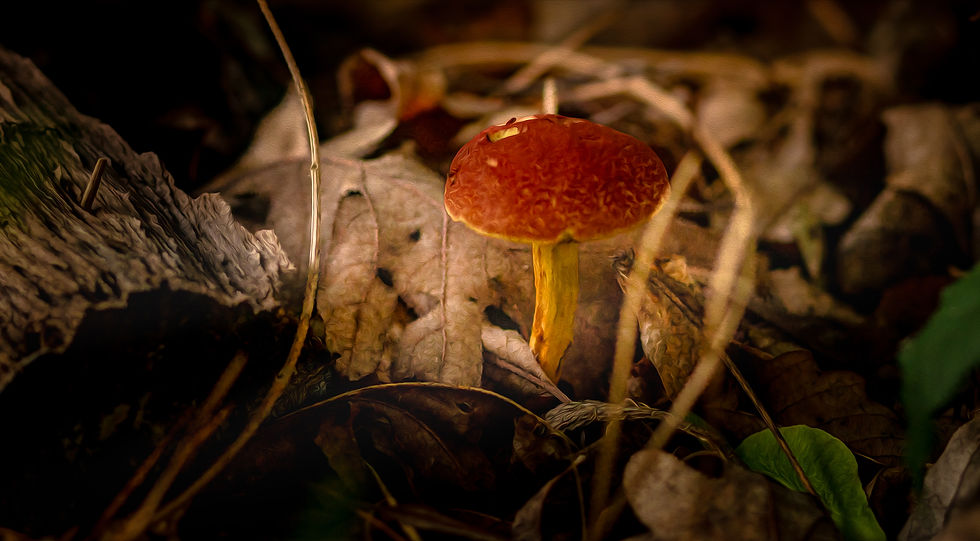 Sacred Growth in Broken Soil