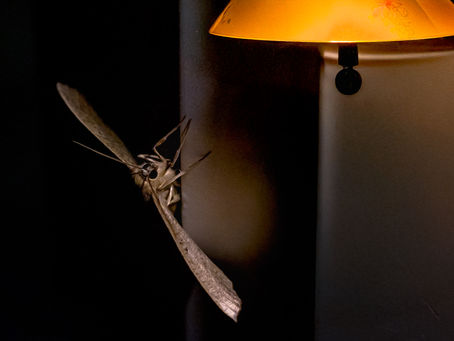 The Light That Waits