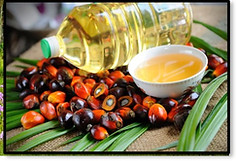 aceite de caranday 01.jpg