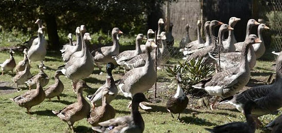 patos y gansos 02.jpeg