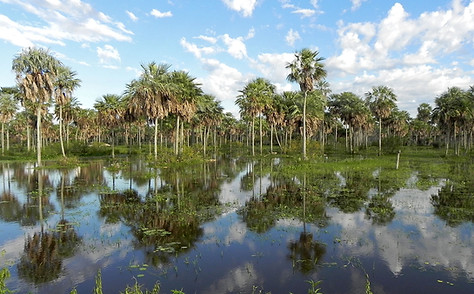 chaco_landscape_paraguay.jpg