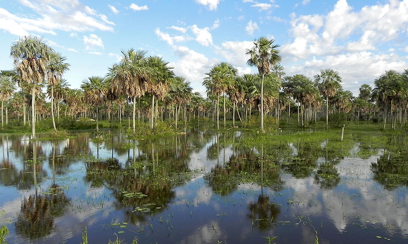 chaco_landscape_paraguay.jpg