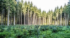 reforestacion 01.jpg