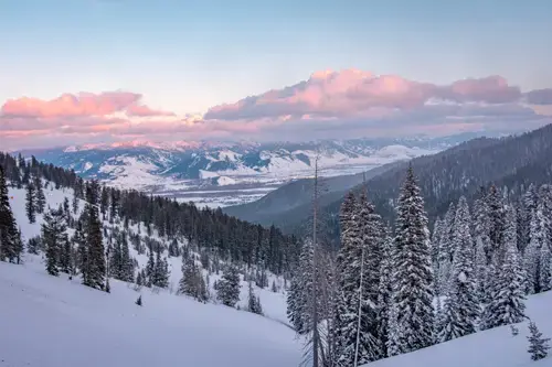Forêt américaine couverte d'une épaisse couche de neige
