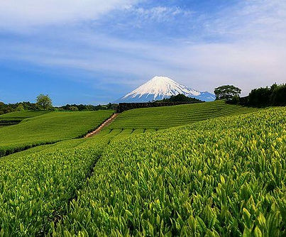640px-今宮の茶畑_-_panoramio_(2)(1).jpeg