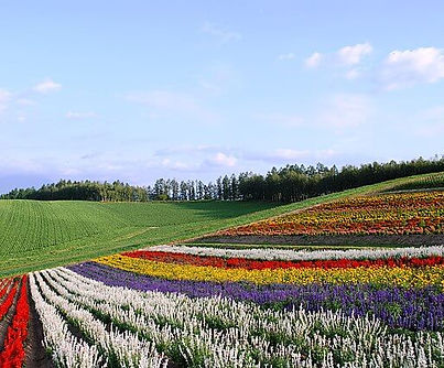 640px-四季彩の丘-01(1).jpg