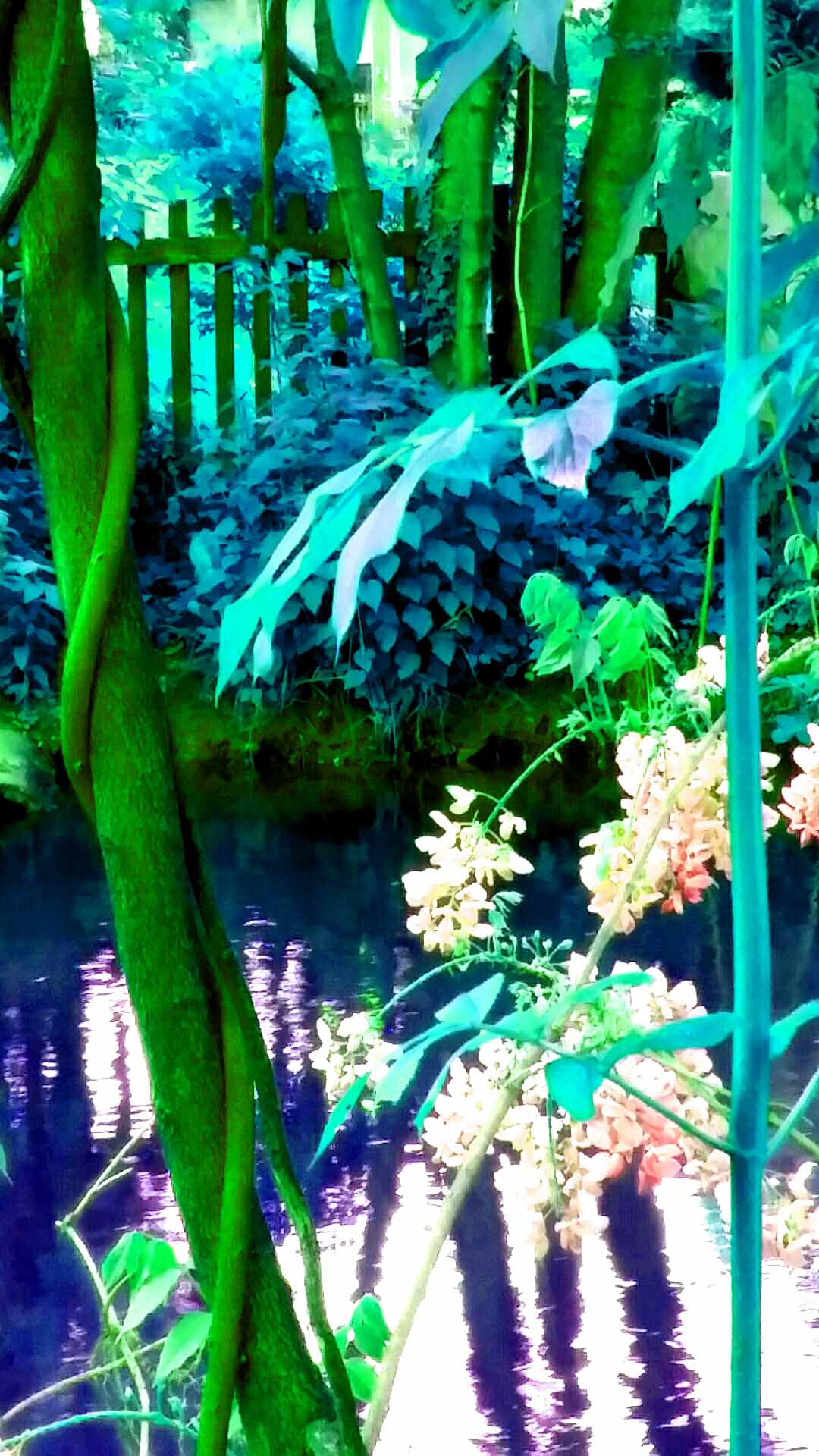 GLICINE IN TINTE D'ACQUA.jpg