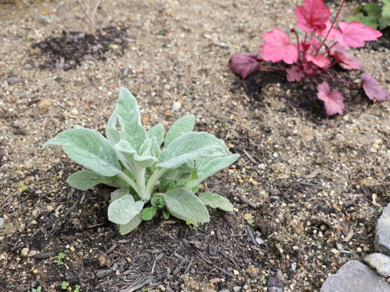 ↑この植栽は『ラムズイヤー』といって、羊の耳のようにとてもふわふわした感触でした!😲