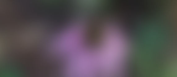 How to haiku: translating the wonder of nature into words