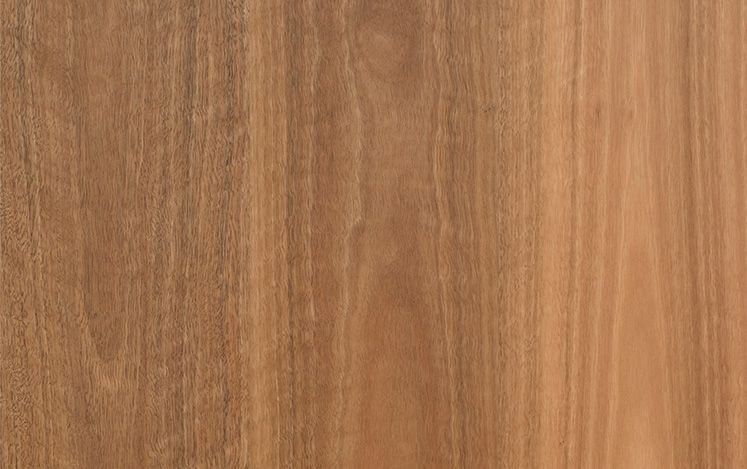 Spotted Gum