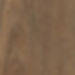 Spotted Gum