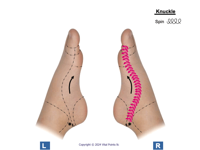 Knuckle Spinal nerves.gif