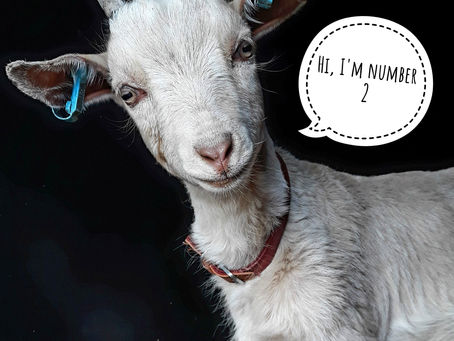 Stop acting the goat...