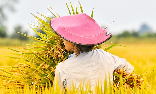 LG_rice harvest.JPG