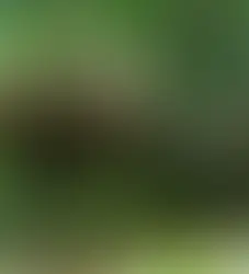 Combien reste-t-il d’éléphants de forêt au Gabon ? 