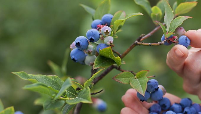Fruit Plants