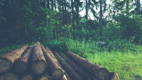 Déforestation en Afrique : un fléau aux conséquences alarmantes
