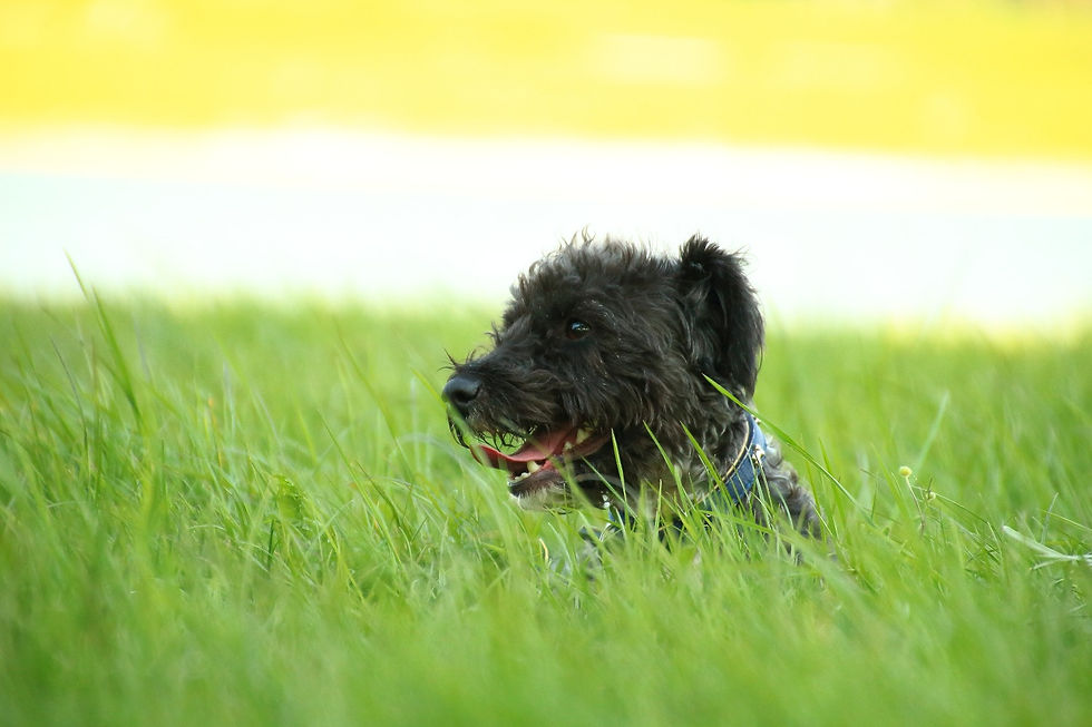 Shooting mit der Hündin "Luna"