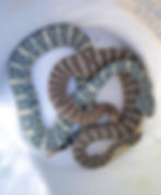 Southwestern Speckled Rattlesnake (Crotalus pyrrhus) with bluish coloration alongside a Tiger Rattlesnake (Crotalus tigris), both safely removed from a Phoenix, Arizona garage