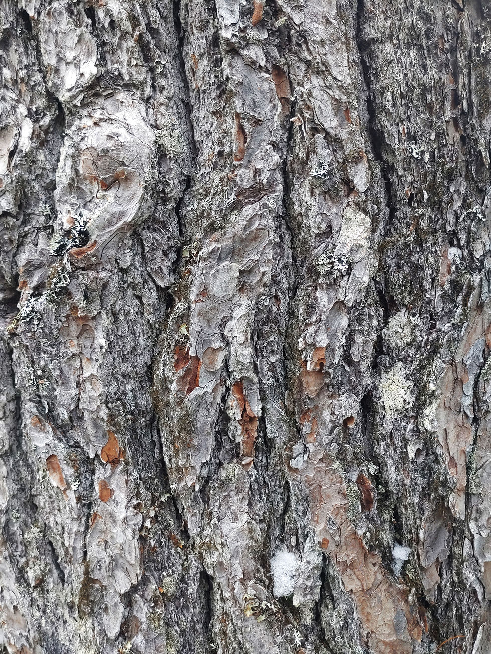 Bark Wave.jpg