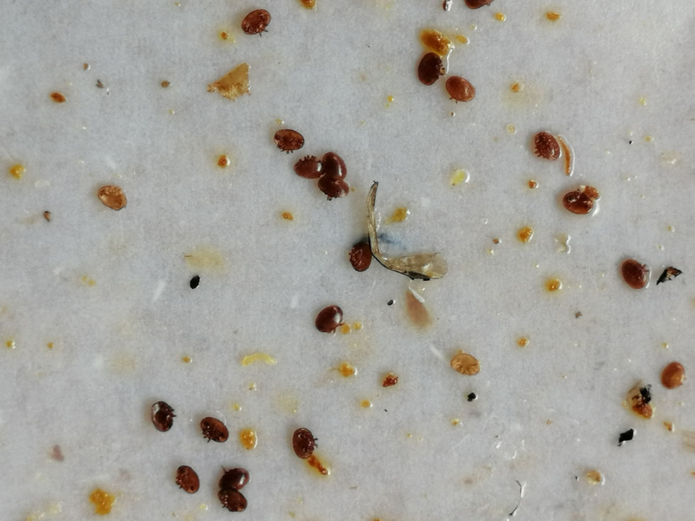 Küçük resim: VARROA MÜCADELESİ, VARROA