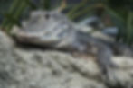 Asian Alligator