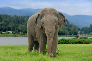 Asian elephant (Elephas maximus)