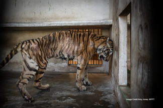 Tiger in captivity 