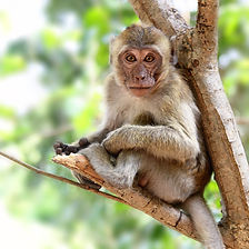 Asia Wild Monkey In Tree