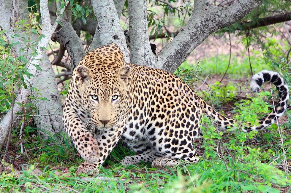 African Leopard vs. Asian Leopard: A Closer Look