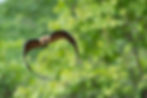 Bat flying