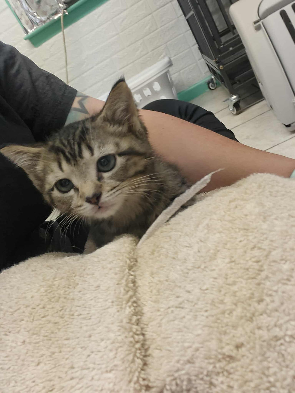 We believe in comforting and earning trust of your pets during their grooming experience