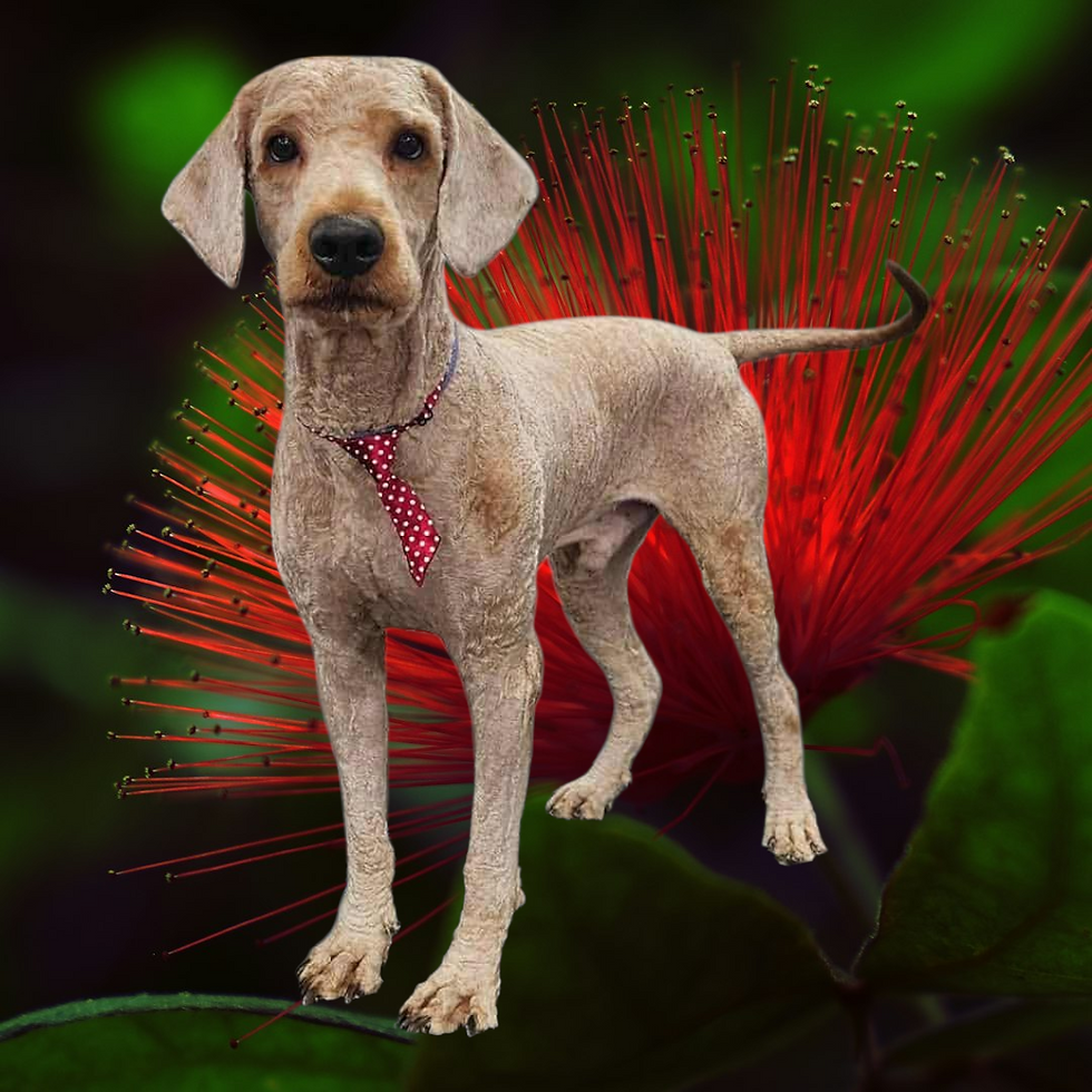 Over grown nails and coat can cause damage to the pet. It's not just about a haircut, it's about the health of the pet.