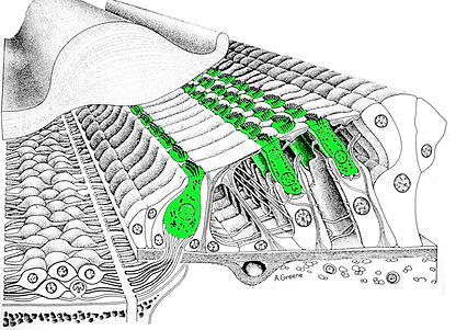 HairCells-GFP-Corey_orig.jog_.jpg