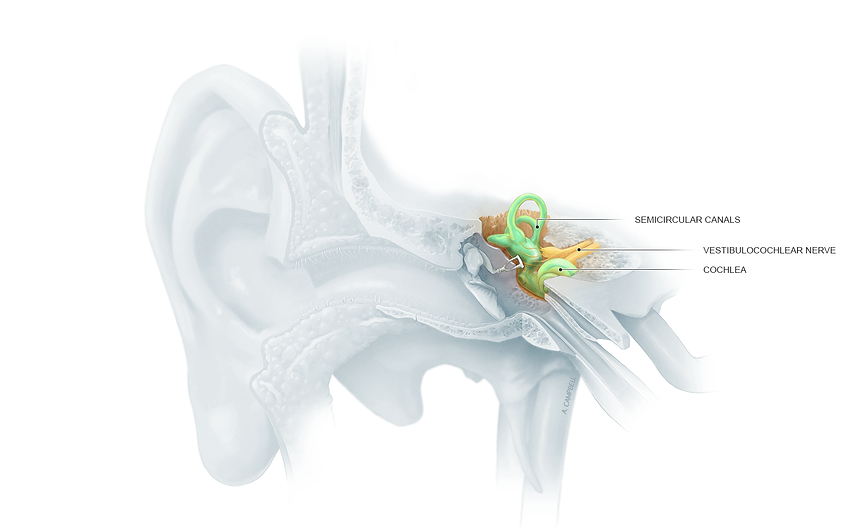inner+ear.png