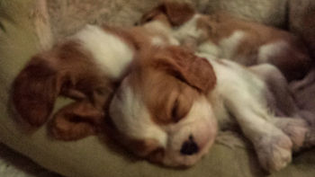 Sept 2016 puppies_edited.jpg