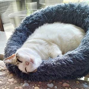 Katzenfotos Website_edited.jpg