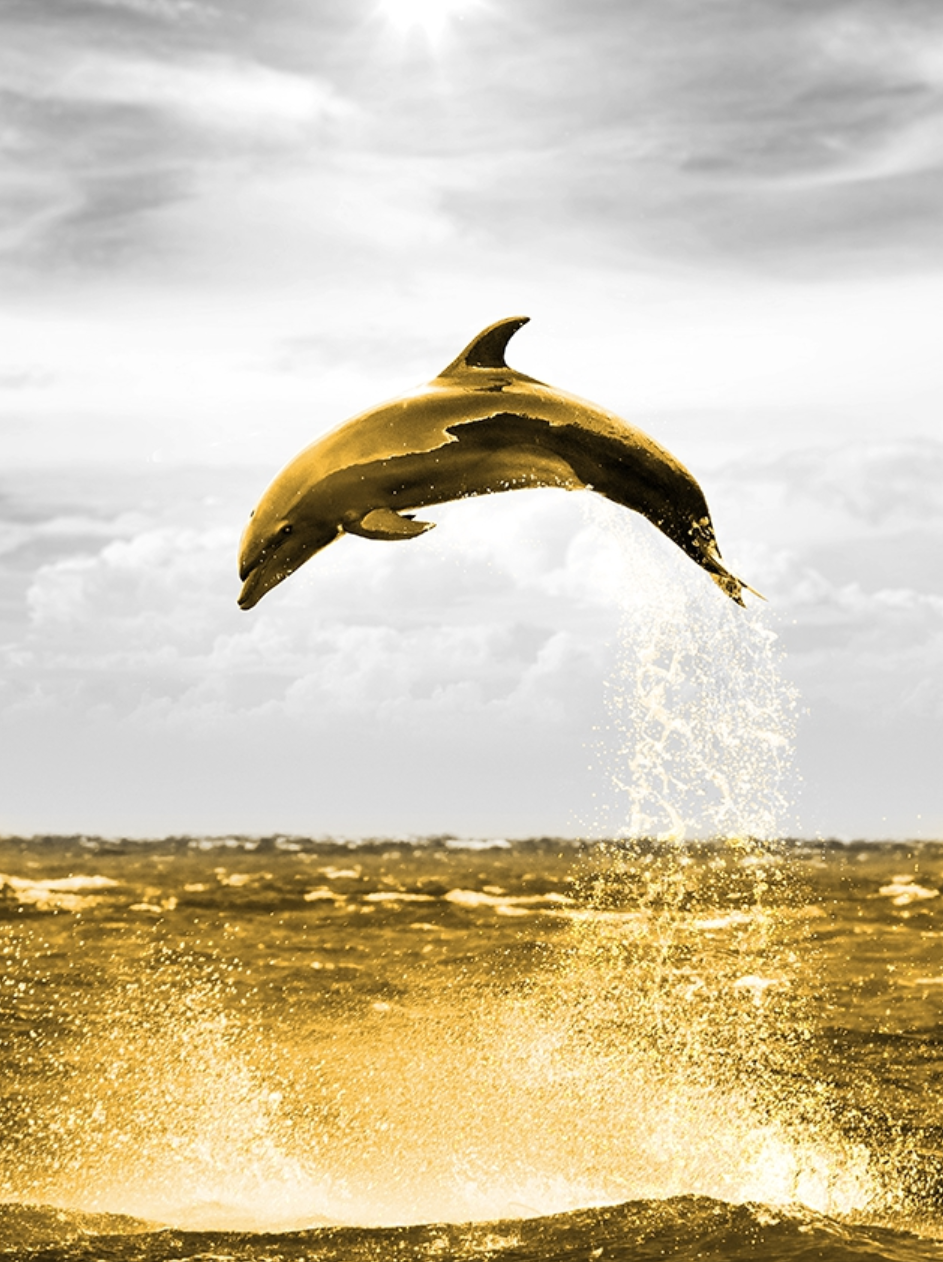 Thumbnail: HARVEST CARGO