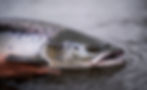 Helen-Falls-Lodge AtlanticSalmon-Close-UP