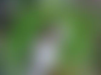 Rainy Day? No Problem. Let’s Get Weird Indoors, Ottawa! The blog.