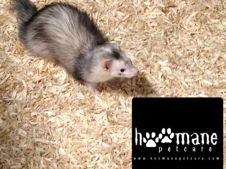 Small Pet Boarding: The Blog.