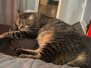 Hoomane Pet Care – We Love Your Pets Like They're Our Problem Now. The blog.