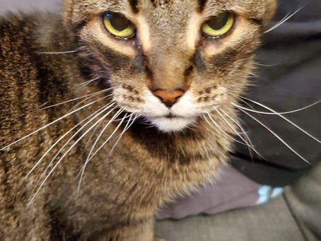 Meet the Residents: Rascal — The Sweetest Pirate Grandpa Cat around. The blog.