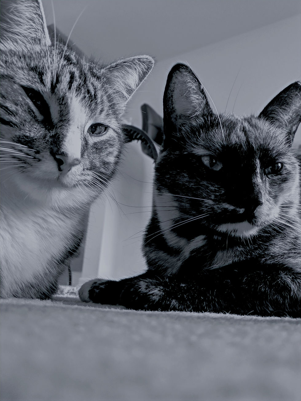 IMG_20181008_111836_edited_edited_edited